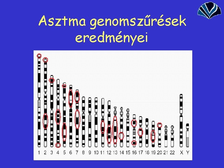 Asztma genomszűrések eredményei 