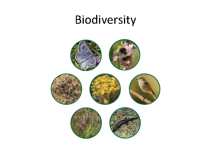 Biodiversity 