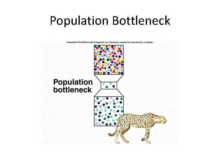 Population Bottleneck 