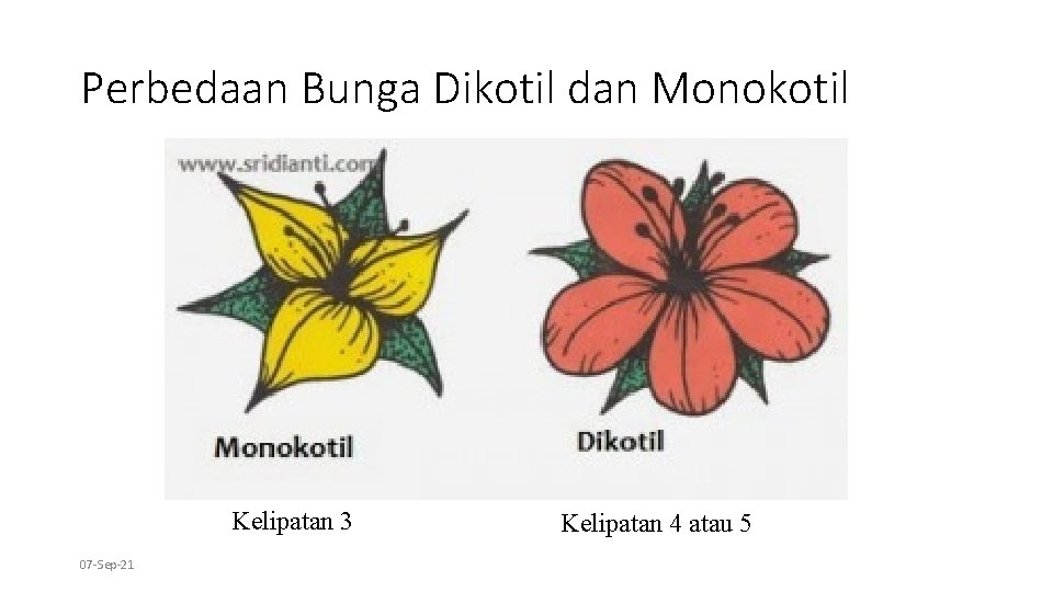 Perbedaan Bunga Dikotil dan Monokotil Kelipatan 3 07 -Sep-21 Kelipatan 4 atau 5 