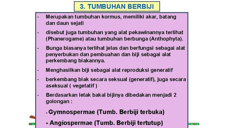3. TUMBUHAN BERBIJI - Merupakan tumbuhan kormus, memiliki akar, batang dan daun sejati -