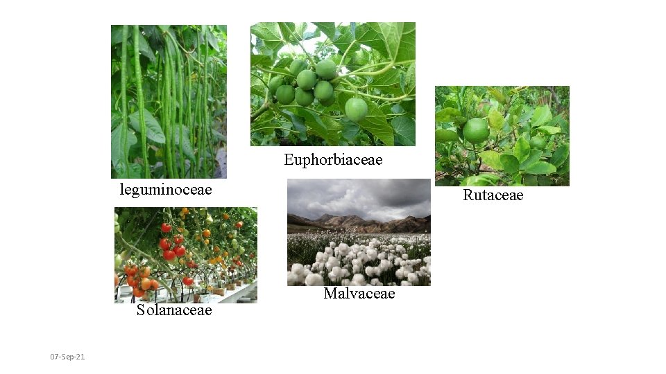 Euphorbiaceae leguminoceae Solanaceae 07 -Sep-21 Rutaceae Malvaceae 