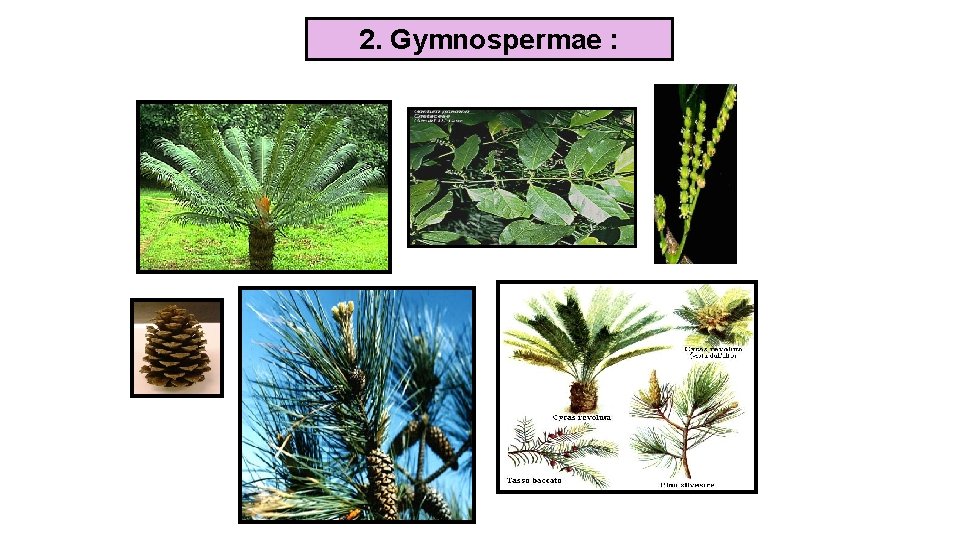 2. Gymnospermae : 
