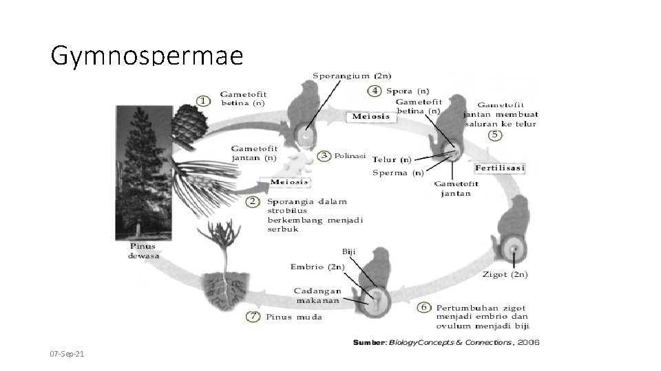 Gymnospermae 07 -Sep-21 