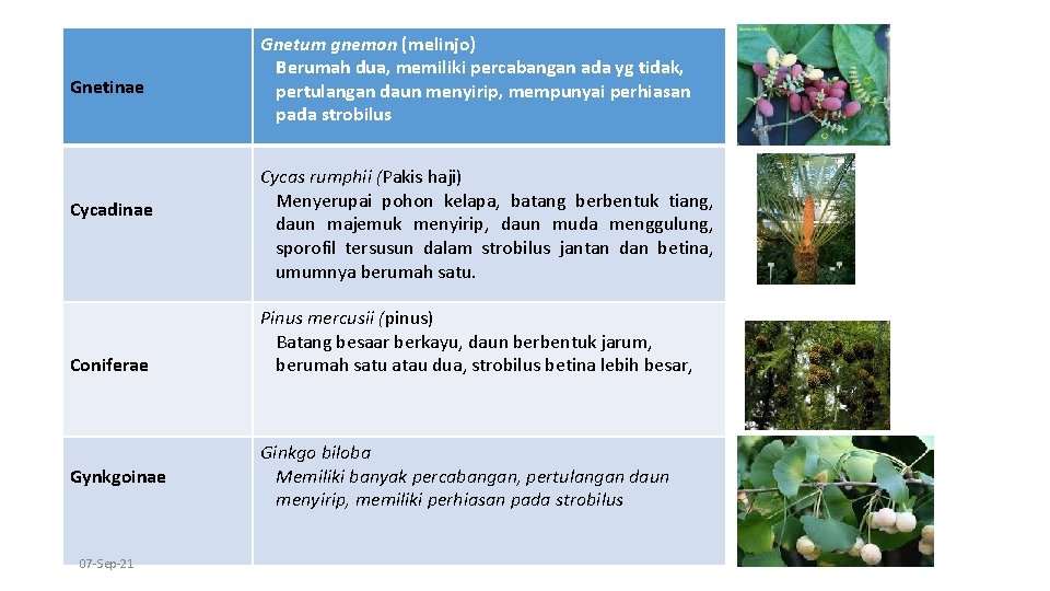 Gnetinae Cycadinae Coniferae Gynkgoinae 07 -Sep-21 Gnetum gnemon (melinjo) Berumah dua, memiliki percabangan ada