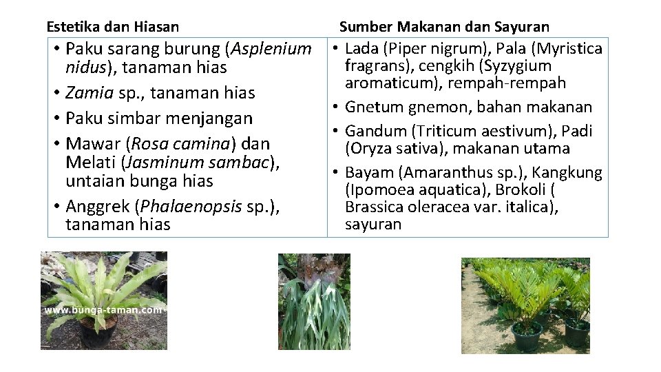 Estetika dan Hiasan • Paku sarang burung (Asplenium nidus), tanaman hias • Zamia sp.