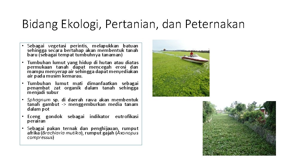 Bidang Ekologi, Pertanian, dan Peternakan • Sebagai vegetasi perintis, melapukkan batuan sehingga secara bertahap