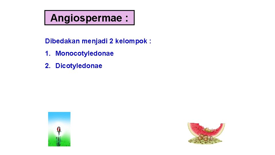 Angiospermae : Dibedakan menjadi 2 kelompok : 1. Monocotyledonae 2. Dicotyledonae 