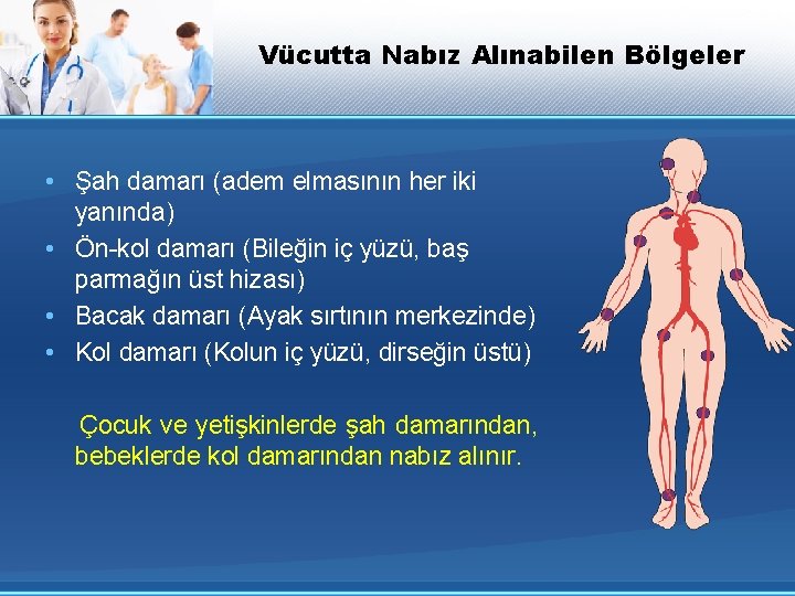 Vücutta Nabız Alınabilen Bölgeler • Şah damarı (adem elmasının her iki yanında) • Ön-kol