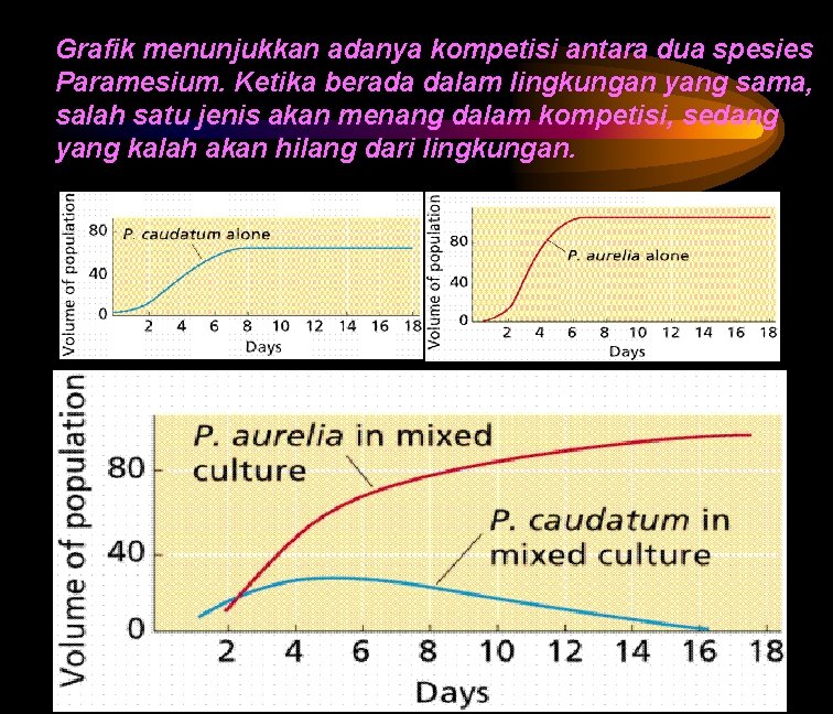 Grafik menunjukkan adanya kompetisi antara dua spesies Paramesium. Ketika berada dalam lingkungan yang sama,