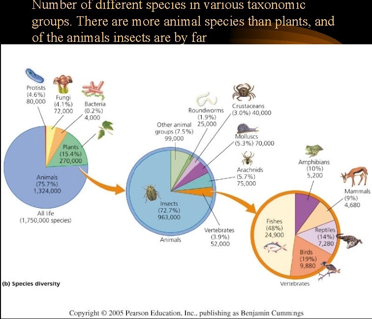 Number of different species in various taxonomic groups. There are more animal species than