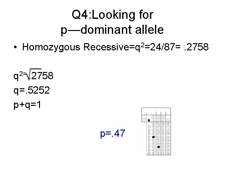 Q 4: Looking for p—dominant allele • Homozygous Recessive=q 2=24/87=. 2758 q 2=. 2758