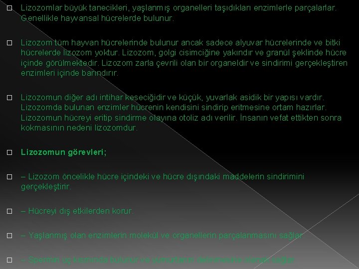 � Lizozomlar büyük tanecikleri, yaşlanmış organelleri taşıdıkları enzimlerle parçalarlar. Genellikle hayvansal hücrelerde bulunur. �