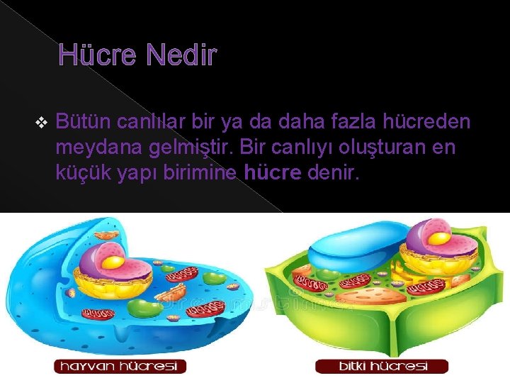 Hücre Nedir v Bütün canlılar bir ya da daha fazla hücreden meydana gelmiştir. Bir