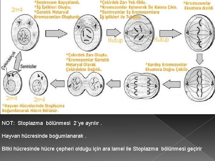 NOT: Stoplazma bölünmesi 2`ye ayrılır. Hayvan hücresinde boğumlanarak. Bitki hücresinde hücre çepheri olduğu için