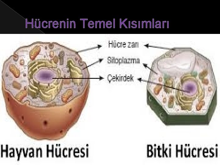 Hücrenin Temel Kısımları 