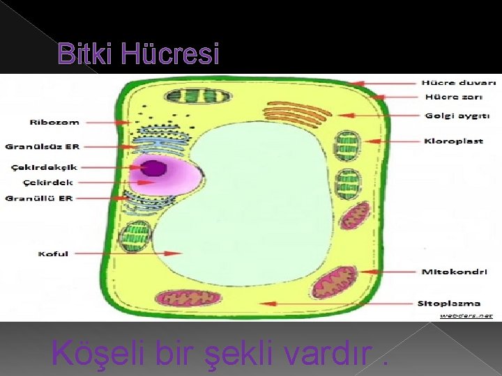 Bitki Hücresi Köşeli bir şekli vardır. 