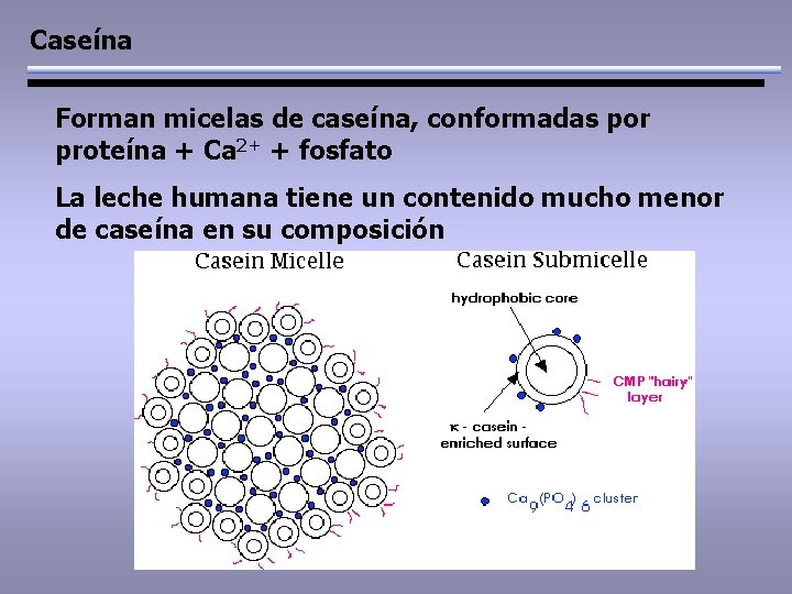 Caseína Forman micelas de caseína, conformadas por proteína + Ca 2+ + fosfato La