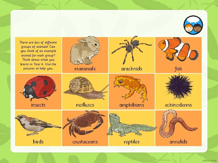 There are lots of different groups of animals! Can you think of an example