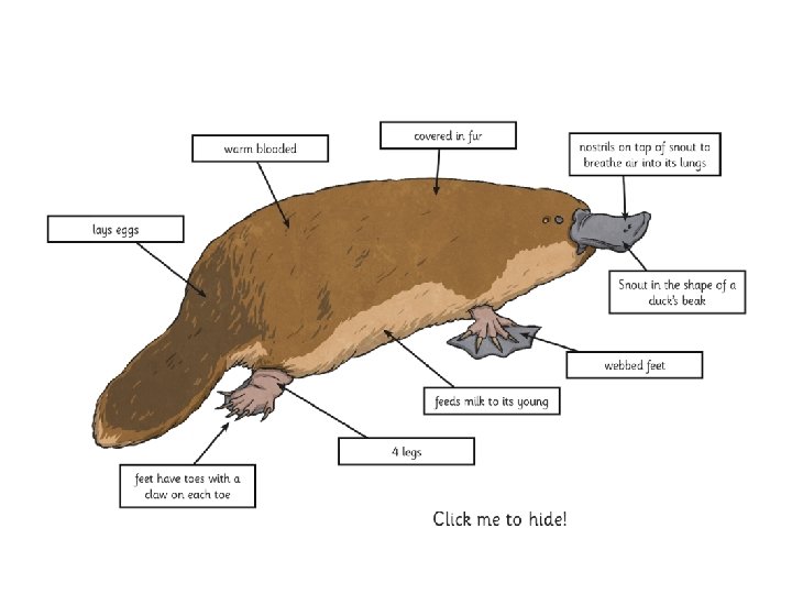 It took taxonomists and other scientists nearly 100 years of discussions and arguments to