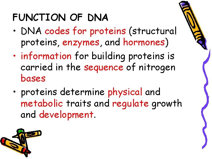 FUNCTION OF DNA • DNA codes for proteins (structural proteins, enzymes, and hormones) •