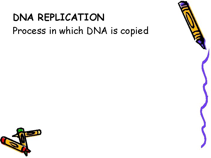 DNA REPLICATION Process in which DNA is copied 