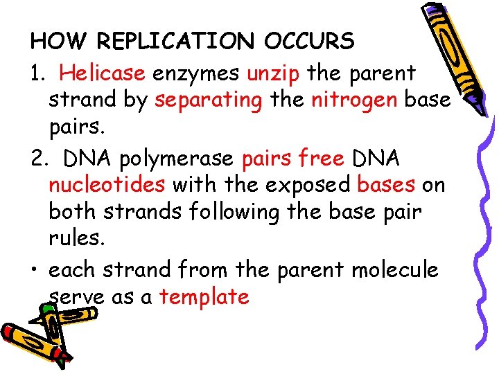 HOW REPLICATION OCCURS 1. Helicase enzymes unzip the parent strand by separating the nitrogen