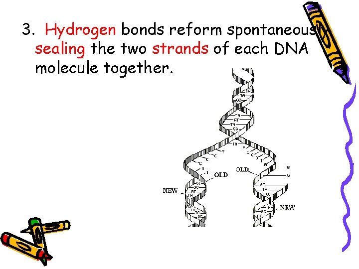 3. Hydrogen bonds reform spontaneously sealing the two strands of each DNA molecule together.