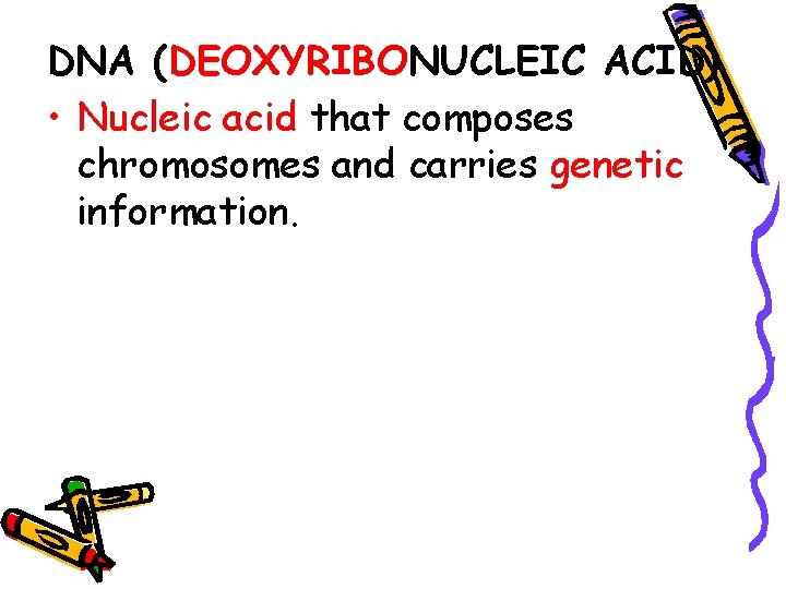 DNA (DEOXYRIBONUCLEIC ACID) • Nucleic acid that composes chromosomes and carries genetic information. 