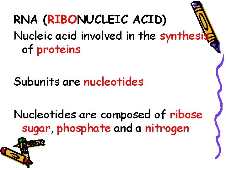RNA (RIBONUCLEIC ACID) Nucleic acid involved in the synthesis of proteins Subunits are nucleotides