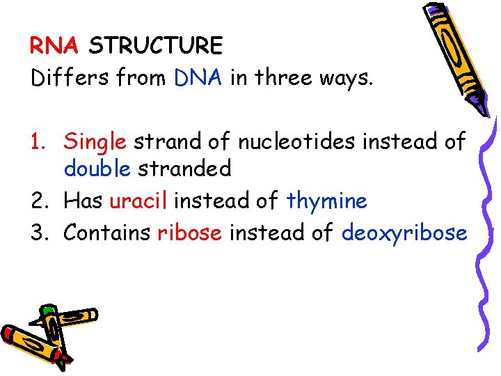 RNA STRUCTURE Differs from DNA in three ways. 1. Single strand of nucleotides instead