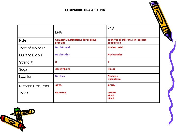 COMPARING DNA AND RNA DNA Role Complete instructions for making proteins Transfer of information-protein