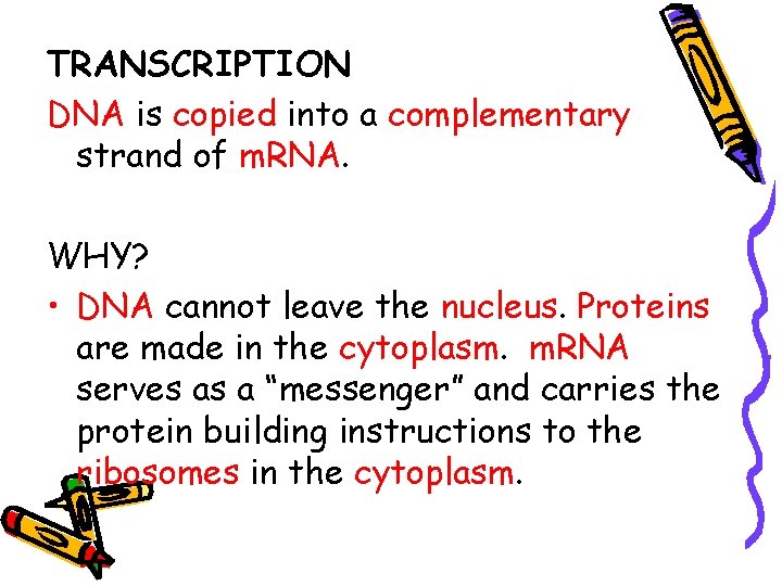 TRANSCRIPTION DNA is copied into a complementary strand of m. RNA. WHY? • DNA