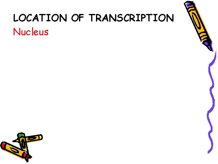 LOCATION OF TRANSCRIPTION Nucleus 