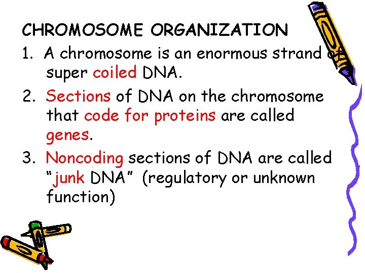 CHROMOSOME ORGANIZATION 1. A chromosome is an enormous strand of super coiled DNA. 2.