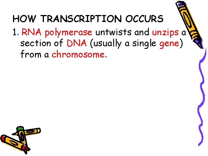 HOW TRANSCRIPTION OCCURS 1. RNA polymerase untwists and unzips a section of DNA (usually