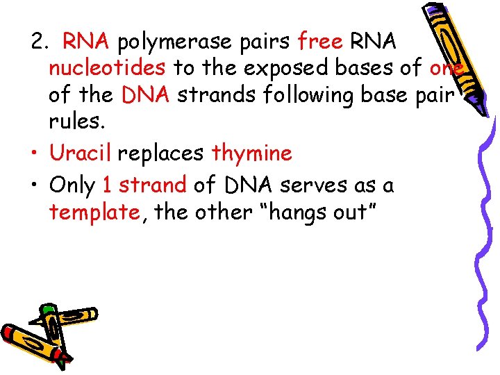 2. RNA polymerase pairs free RNA nucleotides to the exposed bases of one of