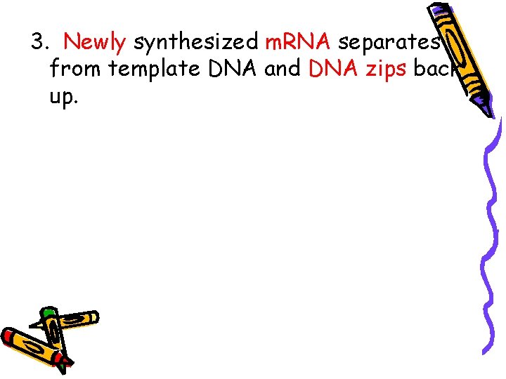 3. Newly synthesized m. RNA separates from template DNA and DNA zips back up.