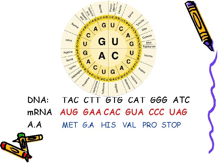 DNA: TAC CTT GTG CAT GGG ATC m. RNA AUG GAA CAC GUA CCC