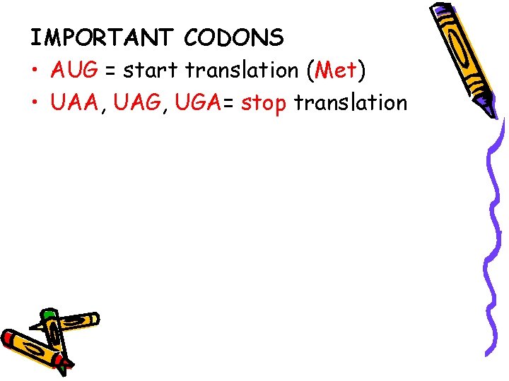 IMPORTANT CODONS • AUG = start translation (Met) • UAA, UAG, UGA= stop translation