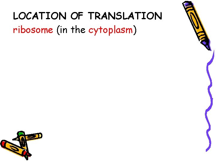 LOCATION OF TRANSLATION ribosome (in the cytoplasm) 