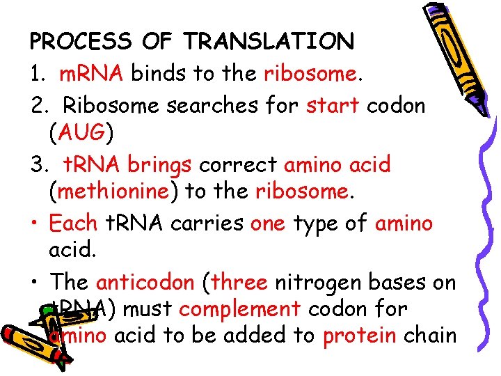 PROCESS OF TRANSLATION 1. m. RNA binds to the ribosome. 2. Ribosome searches for