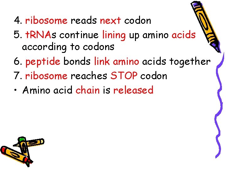 4. ribosome reads next codon 5. t. RNAs continue lining up amino acids according