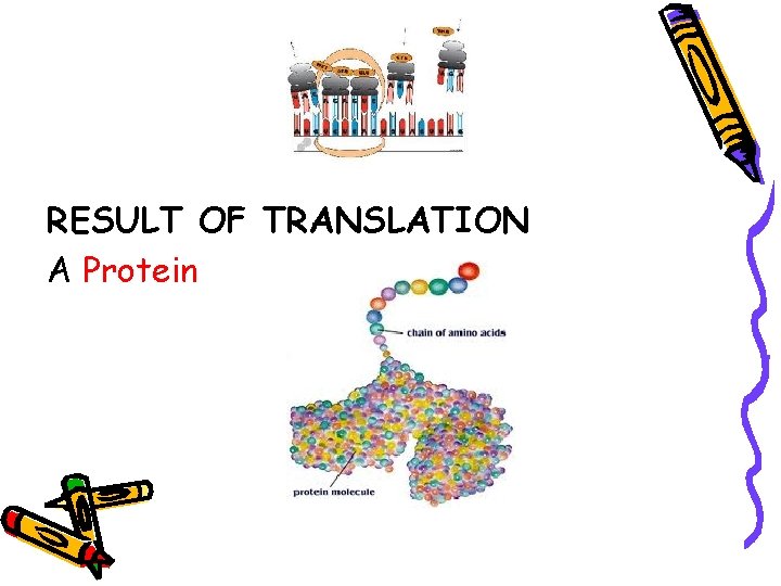 RESULT OF TRANSLATION A Protein 