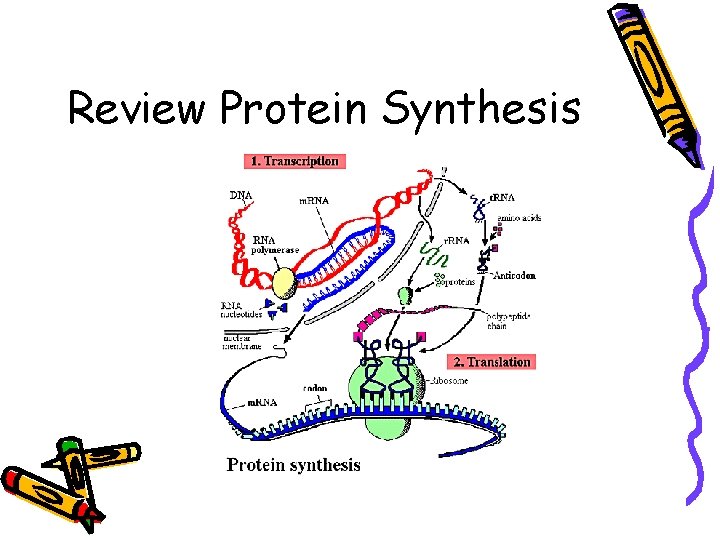 Review Protein Synthesis 