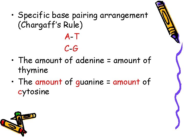  • Specific base pairing arrangement (Chargaff’s Rule) A-T C-G • The amount of