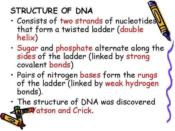 STRUCTURE OF DNA • Consists of two strands of nucleotides that form a twisted