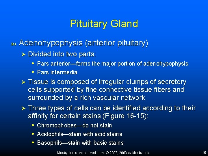 Pituitary Gland Adenohypophysis (anterior pituitary) Divided into two parts: • Pars anterior—forms the major