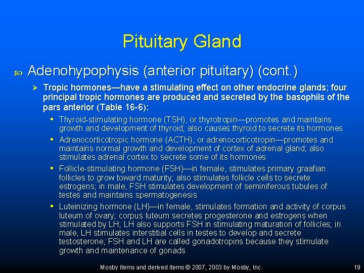 Pituitary Gland Adenohypophysis (anterior pituitary) (cont. ) Ø Tropic hormones—have a stimulating effect on