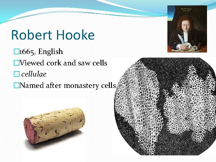 Robert Hooke � 1665, English �Viewed cork and saw cells � cellulae �Named after